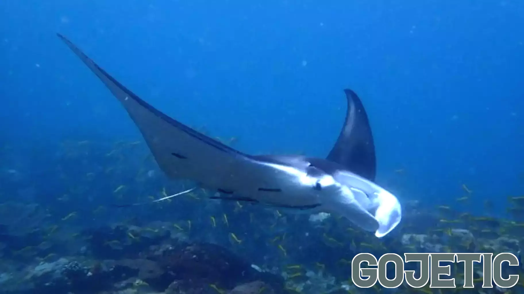 Rising Ocean Temperatures Could Enhance Dive Tourism in NSW
