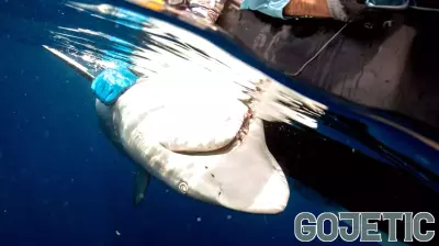 Nobody Can Agree How to Keep the Sharks Out of South Africa’s New Club Med