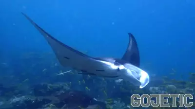 Rising Ocean Temperatures Could Enhance Dive Tourism in NSW