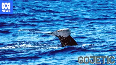 The Impact of Whale Songs on Environmental Awareness